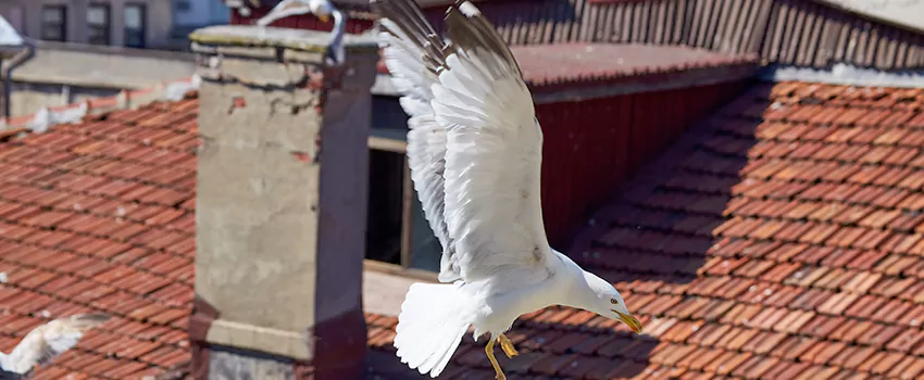 Residential Chimney Animal Removal Solution in Arnold, MO